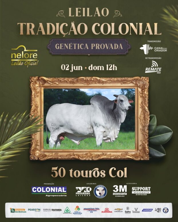 Leilão Tradição Colonial oferta 50 touros Nelore PO