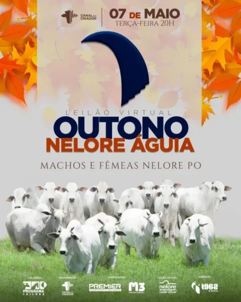 Leilão Virtual Outono Nelore Águia oferta machos e fêmeas Nelore PO