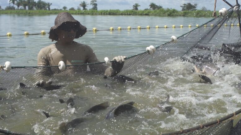 Agronorte leva à Pecnordeste 2024 aplicações tecnológicas que fortalecem a produção de peixes Agronorte leva à Pecnordeste 2024 aplicações tecnológicas que fortalecem a produção de peixes