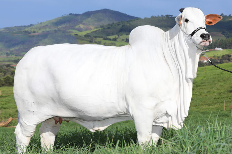 Prenhez de Viatina-19 FIV da Mara Móveis, a vaca mais valorizada do mundo, bate recorde de R$ 3 milhões no leilão Agro Solidário