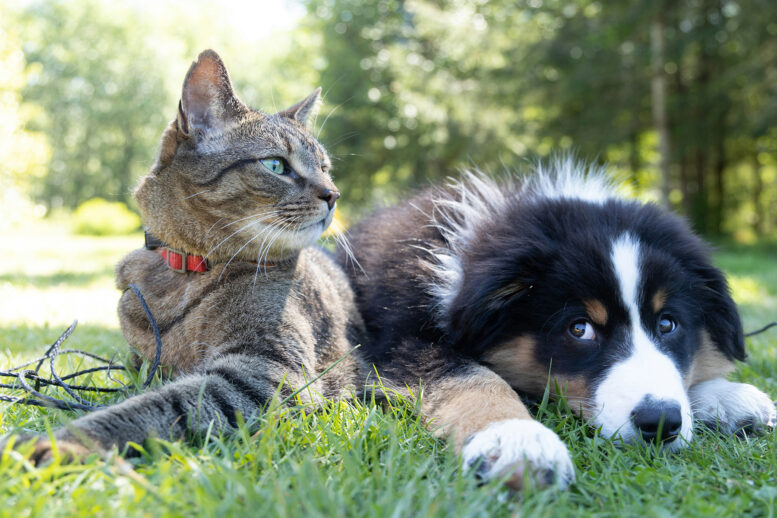 Água é a principal fonte de transmissão de giardíase para cães e gatos Água é a principal fonte de transmissão de giardíase para cães e gatos
