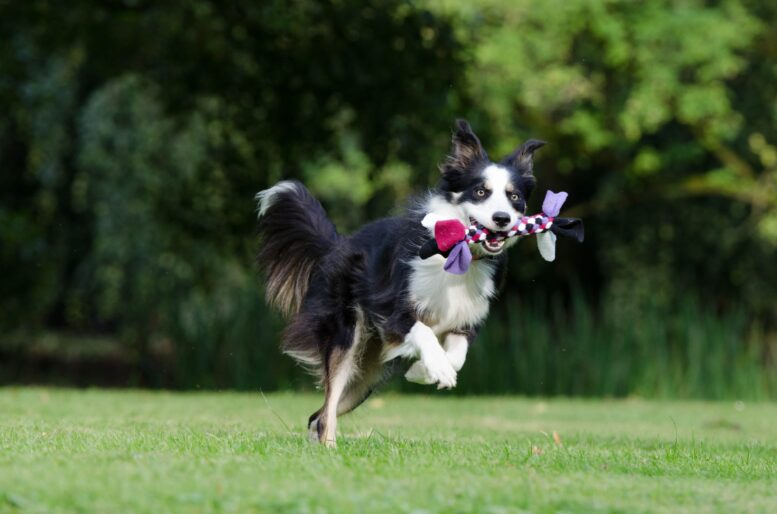 Benefícios e importância da suplementação para as articulações dos pets Benefícios e importância da suplementação para as articulações dos pets
