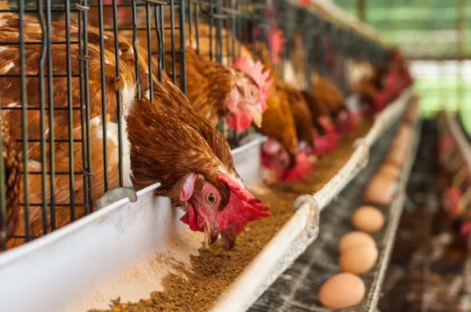 Biossegurança, bem-estar e alta produtividade resultam em maior rentabilidade com aves de postura
