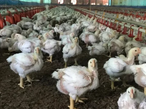 Melhoria da absorção de nutrientes e fortalecimento do sistema imune de frangos de corte podem ser obtidos com o uso de prebióticos multifuncionais Melhoria da absorção de nutrientes e fortalecimento do sistema imune de frangos de corte podem ser obtidos com o uso de prebióticos multifuncionais
