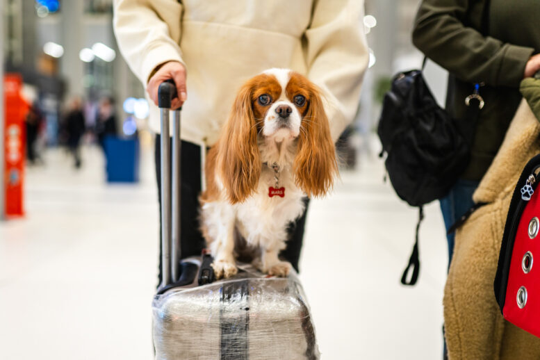 O que é necessário para viajar com cachorro no avião? O que é necessário para viajar com cachorro no avião?