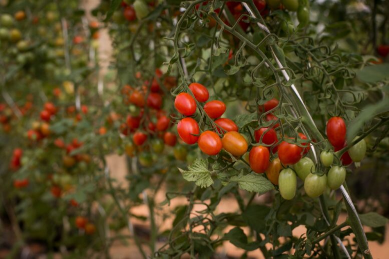 Biotrop e Sakata realizam Hortinov, inédito dia de campo com inovações em hortaliças e uso de tecnologias biológicas