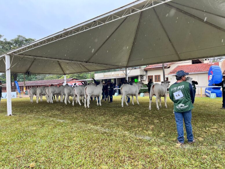 Exponel Avaré deve receber mais de 270 animais Nelore em Avaré (SP)