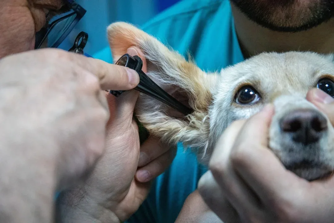 tecnologia na medicina veterinaria