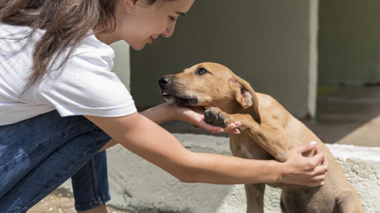 Médica veterinária dá dicas de cuidados ao adotar um animal de estimação Médica veterinária dá dicas de cuidados ao adotar um animal de estimação