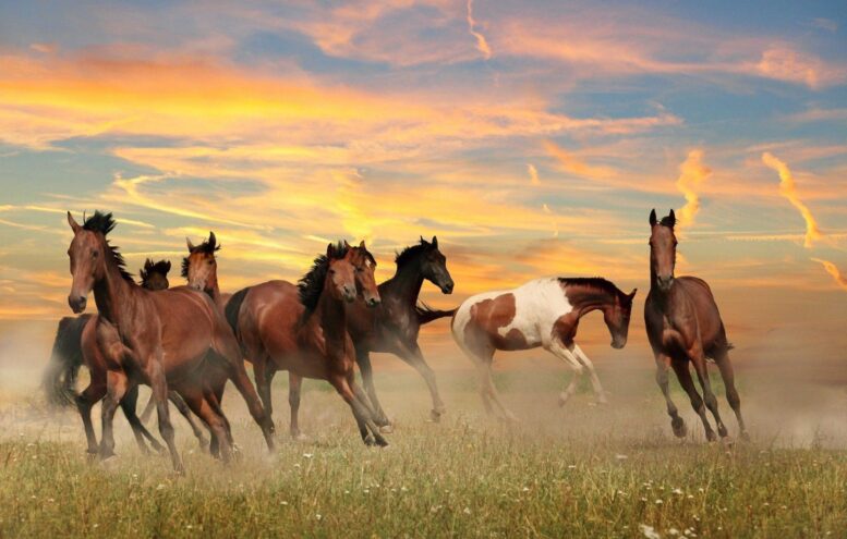 Desempenho de cavalos em provas é potencializado com dieta ajustada e suplementação