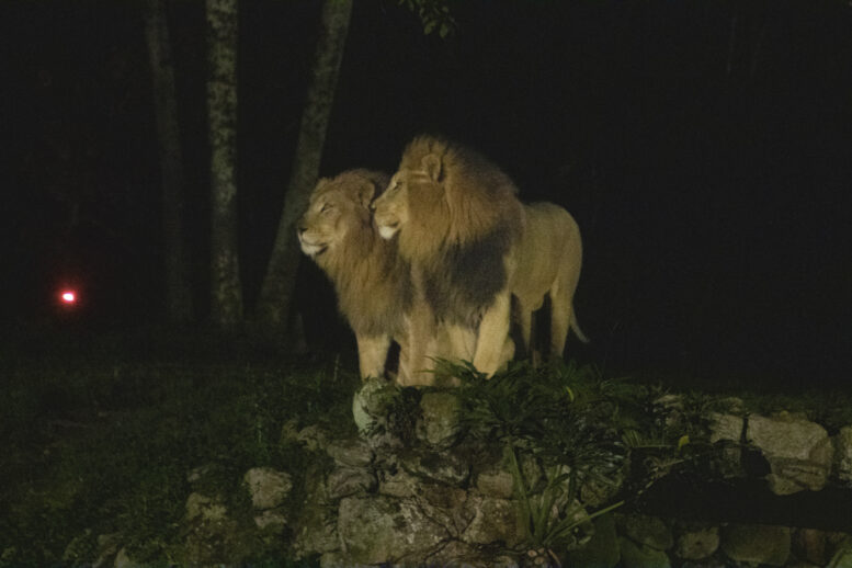 Passeio noturno do Zoo de São Paulo acontece no próximo fim de semana