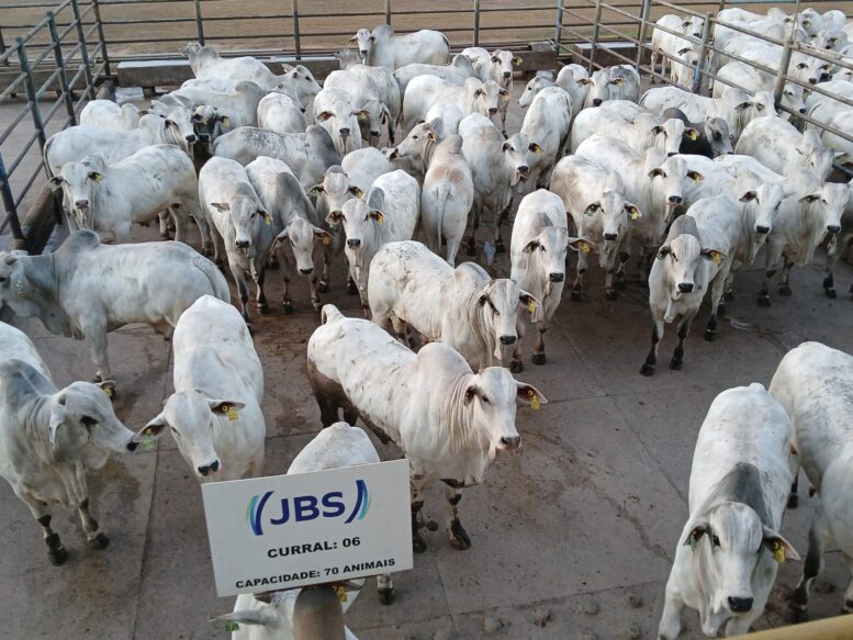 Circuito Nelore de Qualidade avaliou 1.018 animais em etapa de Confresa (MT)
