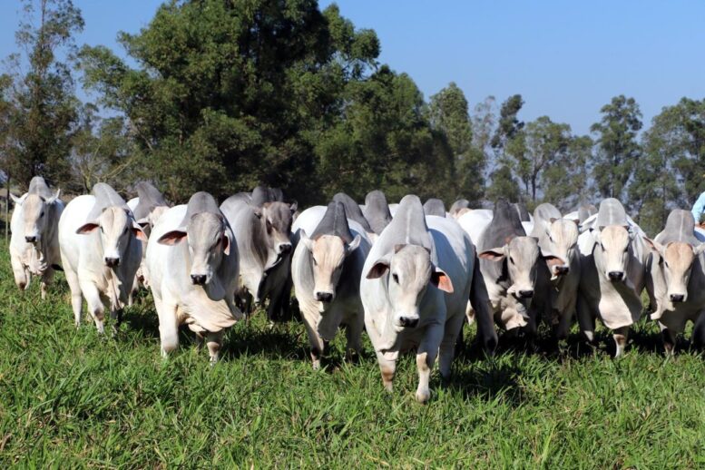 Fazenda Sant’anna realiza seu 35º leilão e comemora cinco décadas de seleção