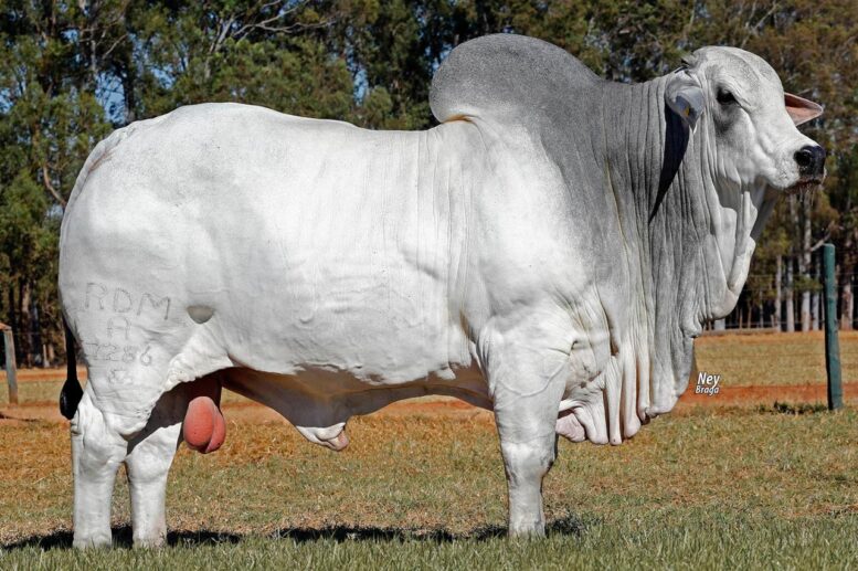 Leilão Matinha Expogenética terá ofertas de bezerras e touros Nelore