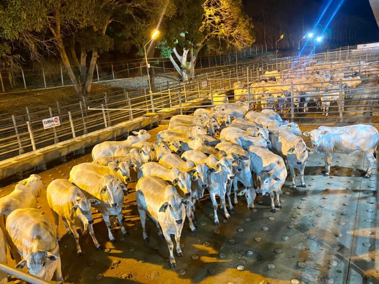 Avaliações da terceira etapa nacional do Circuito Nelore de Qualidade destacam animais jovens e pesados em Colatina (ES) Avaliações da terceira etapa nacional do Circuito Nelore de Qualidade destacam animais jovens e pesados em Colatina (ES)