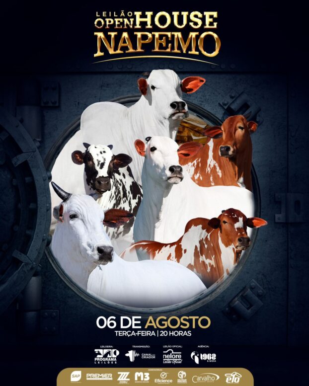 Uberaba (MG) terá leilão de fêmeas Nelore e Nelore Pintado, organizado pela Agropecuária Napemo