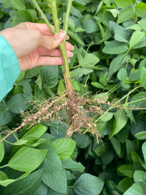 Biossoluções à base de Ascophyllum nodosum são os destaques da Acadian no Congresso Andav 2024