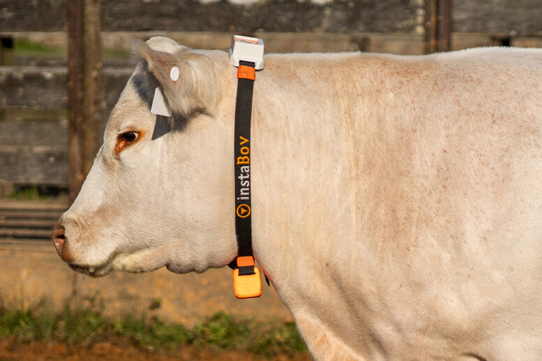 Monitoramento de bovinos: inovação que auxilia no aumento de produtividade
