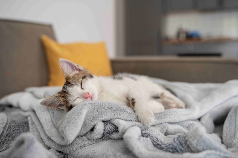 Pets também sentem frio e têm risco maior de doenças durante o inverno 