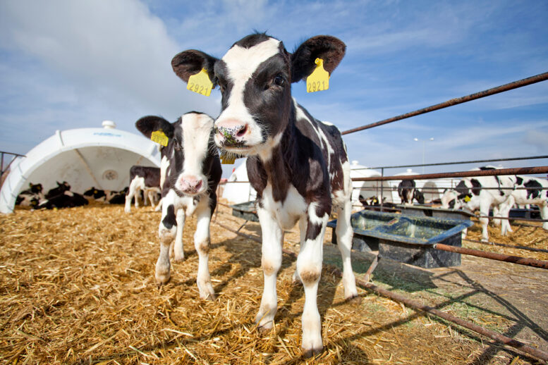 Contaminações em áreas rurais impactam saúde animal e lucratividade das propriedades Contaminações em áreas rurais impactam saúde animal e lucratividade das propriedades