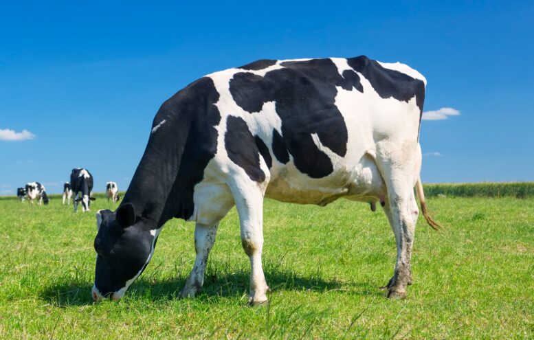 Pearson Saúde Animal apresenta inovações para pecuária leiteira na Agroleite 2024