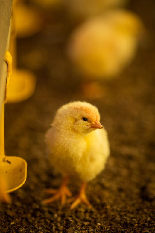 Após tratamento de bico, aves necessitam de assistência nutricional