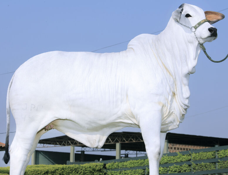 Leilão Virtual Arte Real – O Berço das Campeãs terá oferta de 43 lotes de Nelore