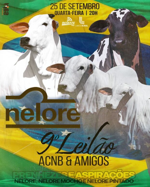 Prenhezes e aspirações de grandes matrizes Nelore, Nelore Mocho e Nelore Pintado serão ofertadas no 9º Leilão ACNB e Amigos