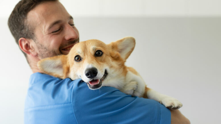 Celecoxibe é uma nova opção terapêutica para combater inflamações em cães Celecoxibe é uma nova opção terapêutica para combater inflamações em cães