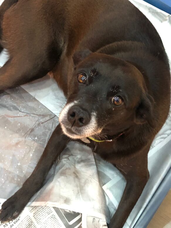 Seu novo melhor amigo pode estar a sua espera na Feira de adoção Pet do Shopping Tamboré