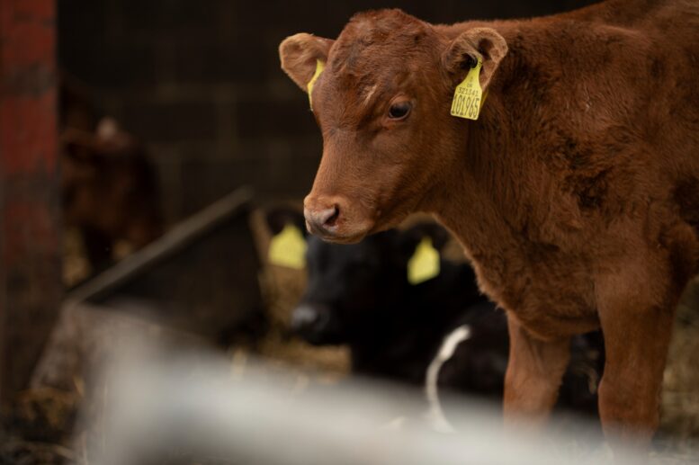 Tristeza Parasitária Bovina tem potencial para afetar 75% dos animais jovens no Brasil Tristeza Parasitária Bovina tem potencial para afetar 75% dos animais jovens no Brasil