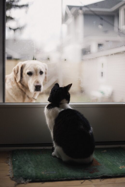 Vetoquinol anuncia Phovia, inovação em dermatologia veterinária que auxilia no tratamento de diferentes doenças e lesões de pele em animais de companhia Vetoquinol anuncia Phovia, inovação em dermatologia veterinária que auxilia no tratamento de diferentes doenças e lesões de pele em animais de companhia