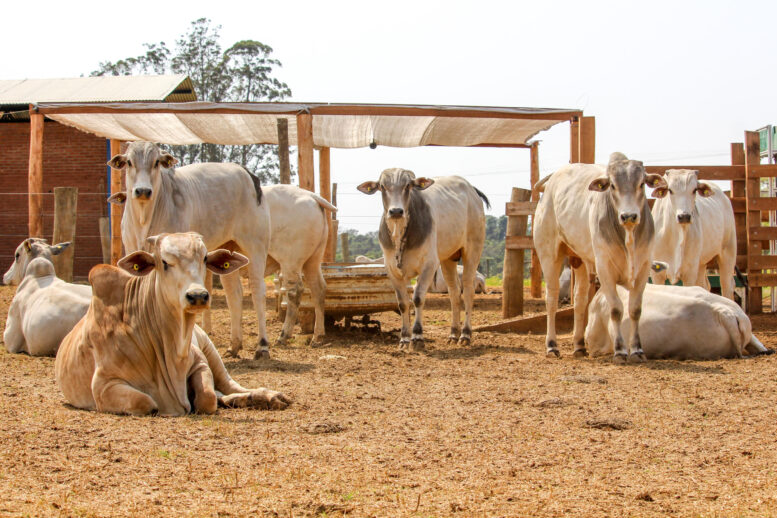 Combinação de nutrição de qualidade e controle parasitário promove ganhos de produtividade na pecuária nessa época do ano