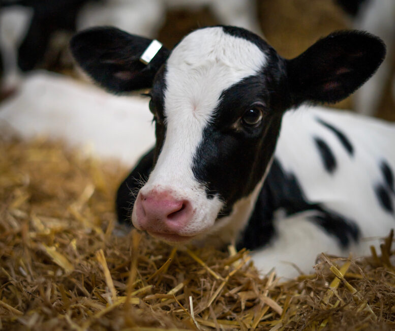 Trouw Nutrition destaca como as bezerras podem se tornar vacas de excelência no IntegraLeite