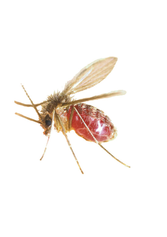 Mosquito-palha: conheça um dos vetores da leishmaniose, doença que acomete cães e humanos Mosquito-palha: conheça um dos vetores da leishmaniose, doença que acomete cães e humanos