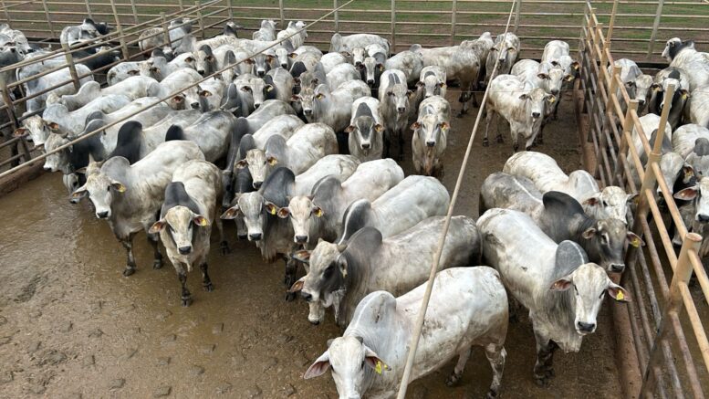 Circuito Nelore de Qualidade: 715 animais foram avaliados na 20ª etapa nacional em Alta Floresta (MT) Circuito Nelore de Qualidade: 715 animais foram avaliados na 20ª etapa nacional em Alta Floresta (MT)