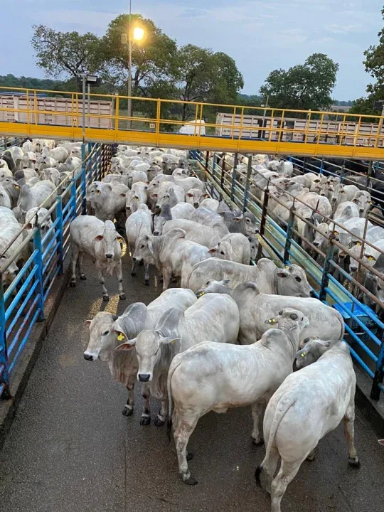 Mozarlândia (GO) deve receber 5.100 animais na 28ª etapa nacional do Circuito Nelore de Qualidade