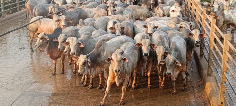 703 animais serão avaliados na 27ª etapa do Circuito Nelore de Qualidade 2024, em Santana do Araguaia (PA)