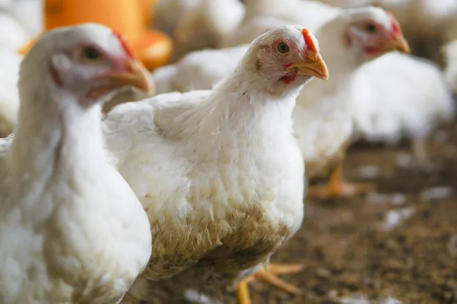 A importância de uma nutrição balanceada para o bem-estar e a produtividade das aves