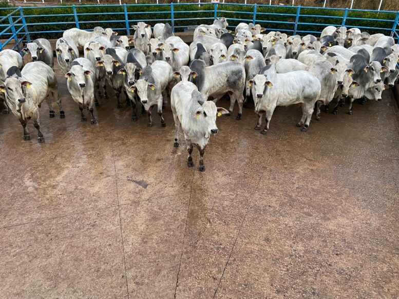 Senador Canedo (GO) avaliou mais de 800 animais durante etapa do Circuito Nelore de Qualidade 2024