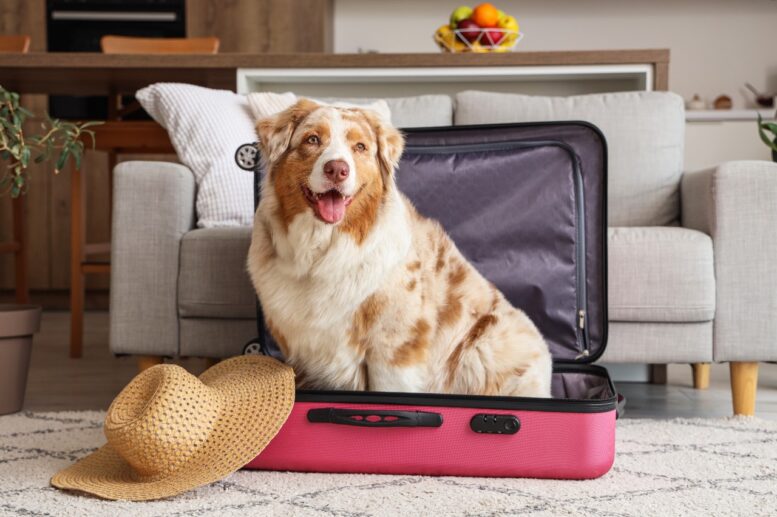 Vai viajar com o pet no fim de ano? Saiba como evitar problemas de pele em cães e gatos
