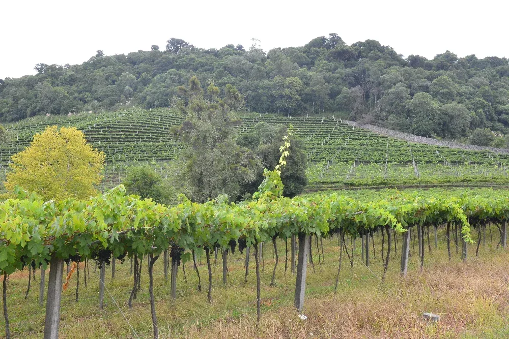 Vinícola Monte Reale lança Linha Gran Terroir e consolida presença nacional 