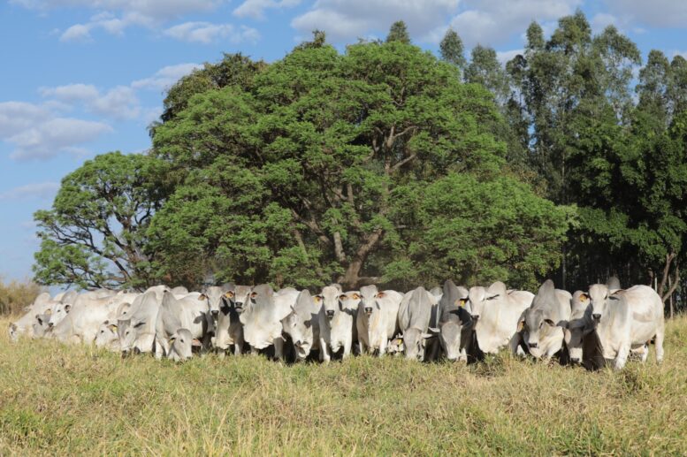 Agro-Pecuária CFM faturou R$ 3,63 milhões com a venda de mais de 300 touros Nelore em leilão virtual
