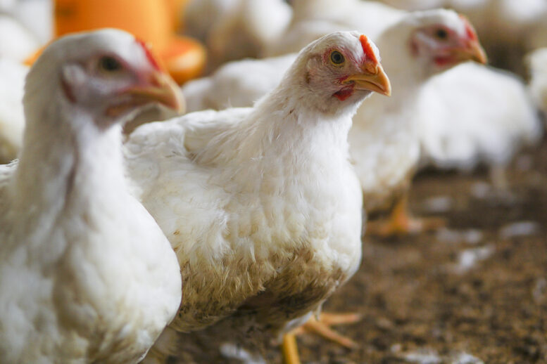 Nutrição balanceada é necessária para o bem-estar e a produtividade das aves