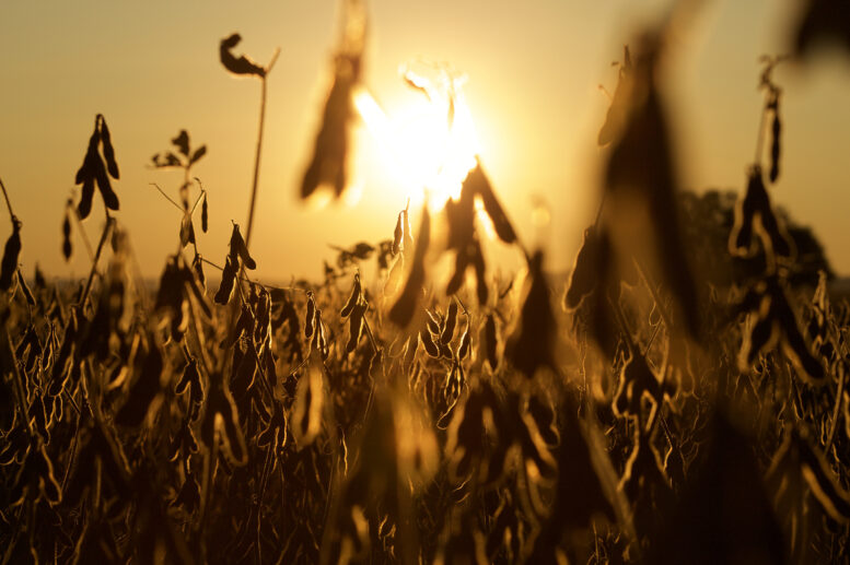 Estresse abiótico na soja desafia agricultores na safra 2024/2025