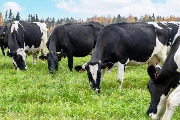 Selantes para mastite melhoram saúde mamária das vacas e qualidade do leite, diz veterinário Selantes para mastite melhoram saúde mamária das vacas e qualidade do leite, diz veterinário