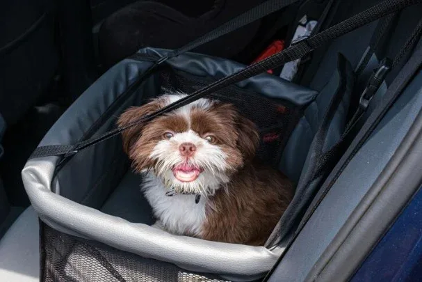 Viagem com pets: como planejar férias seguras, tranquilas e sem estresse