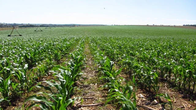 Doenças foliares podem comprometer a produtividade do milho em todas as etapas do cultivo