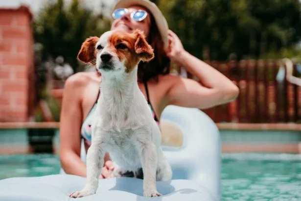 Cuidado com os pets no verão proporciona bem-estar. Veja dicas