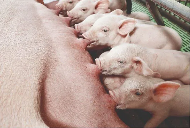 Saúde intestinal e conversão alimentar: pontos-chave para o sucesso da produção de suínos